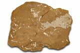 Ordovician Kukersite Oil Shale with Bryozoan Fossils - Russia #368955-1